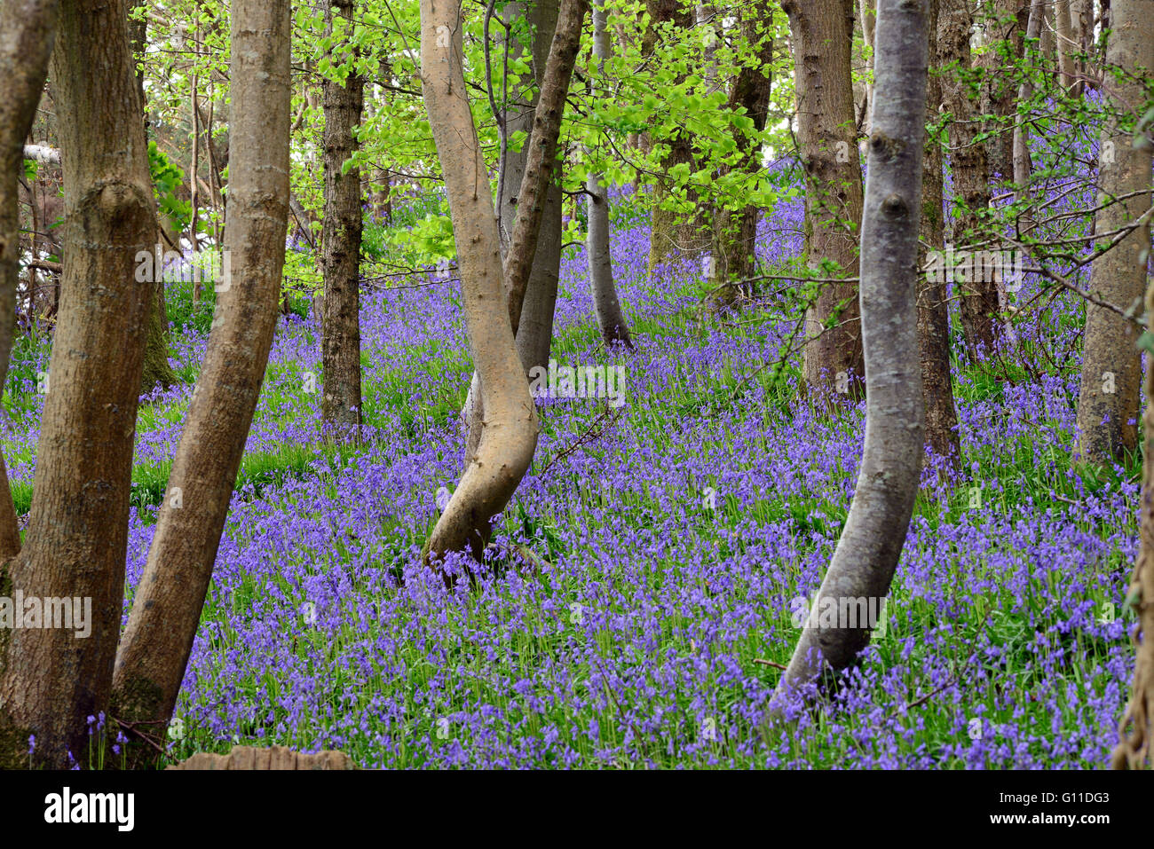 Aberystwyth, Wales, UK. 07th May, 2016. UK Weather - Bluebell flowers carpet a wood near Aberystwyth, Wales UK as warm weather moves across the UK. Credit:  John Gilbey/Alamy Live News Stock Photo