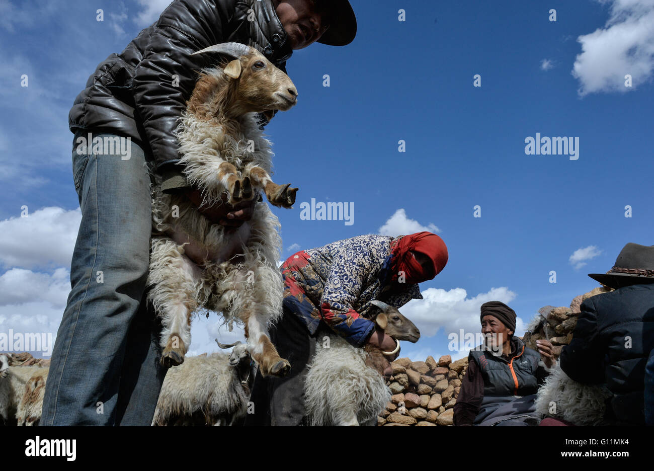 Lhasa, China's Tibet Autonomous Region. 5th May, 2016. Herdsmen prepare to castrate male sheep on the riverside of Nam Co, southwest China's Tibet Autonomous Region, May 5, 2016. A sheep castration cermeony, which has been observed for more than 1,000 years by the herdsmen living in the northern part of Tibet region, was held on the riverside of Nam Co. In order to breed sheep of the best quality, despite a few robust male sheep, most of the male sheep of more than 5 months old here will be castrated and bred as mutton sheep. © Purbu Zhaxi/Xinhua/Alamy Live News Stock Photo
