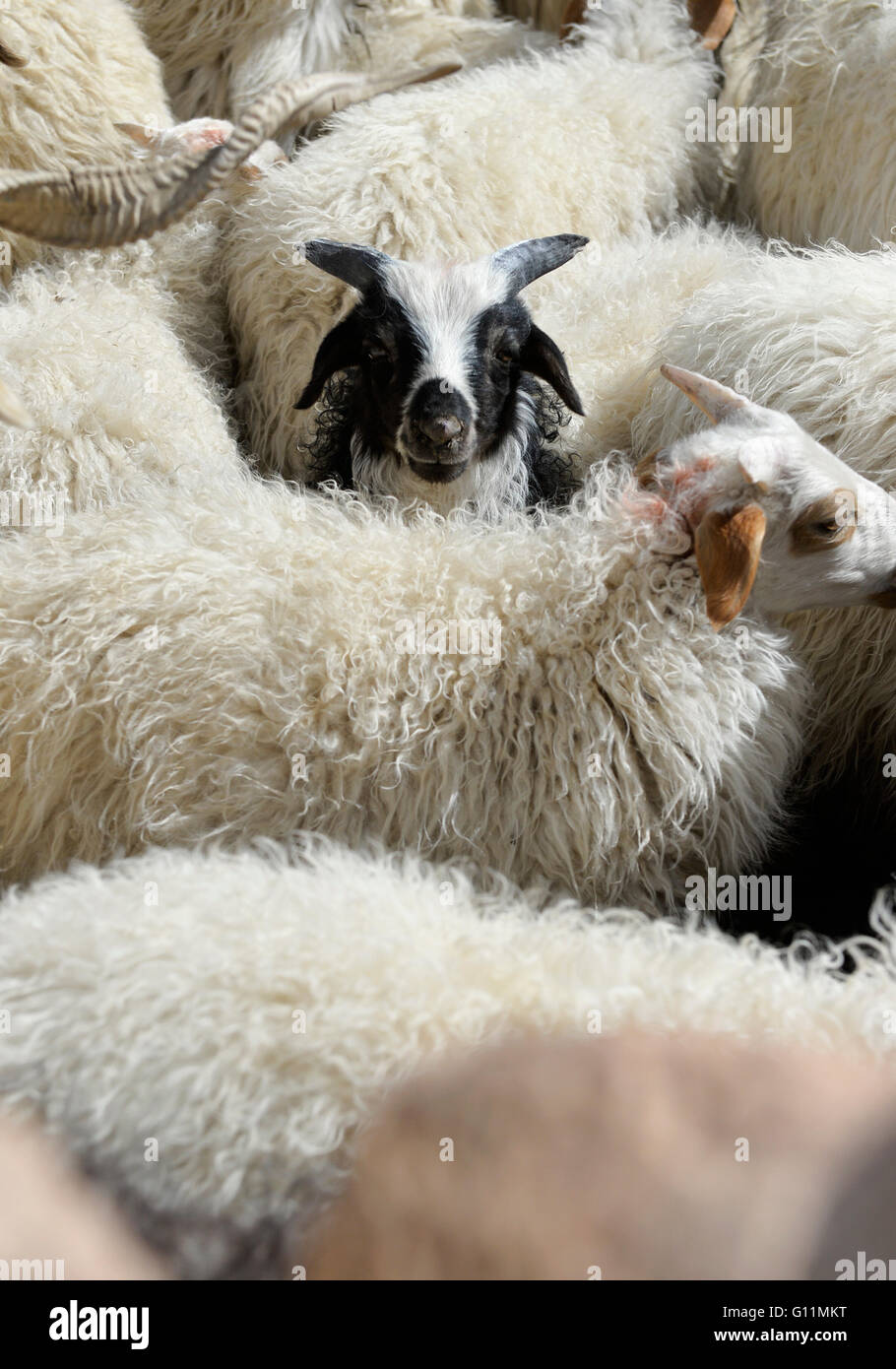 Castrated male hi-res stock photography and images - Alamy