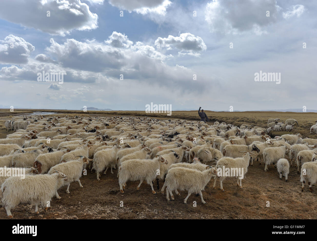 Lhasa, China's Tibet Autonomous Region. 5th May, 2016. Sheep are driven back to a sheepherd on the riverside of Nam Co, southwest China's Tibet Autonomous Region, May 5, 2016. A sheep castration ceremony, which has been observed for more than 1,000 years by the herdsmen living in the northern part of Tibet region, was held on the riverside of Nam Co. In order to breed sheep of the best quality, despite a few robust male sheep, most of the male sheep of more than 5 months old here will be castrated and bred as mutton sheep. © Purbu Zhaxi/Xinhua/Alamy Live News Stock Photo