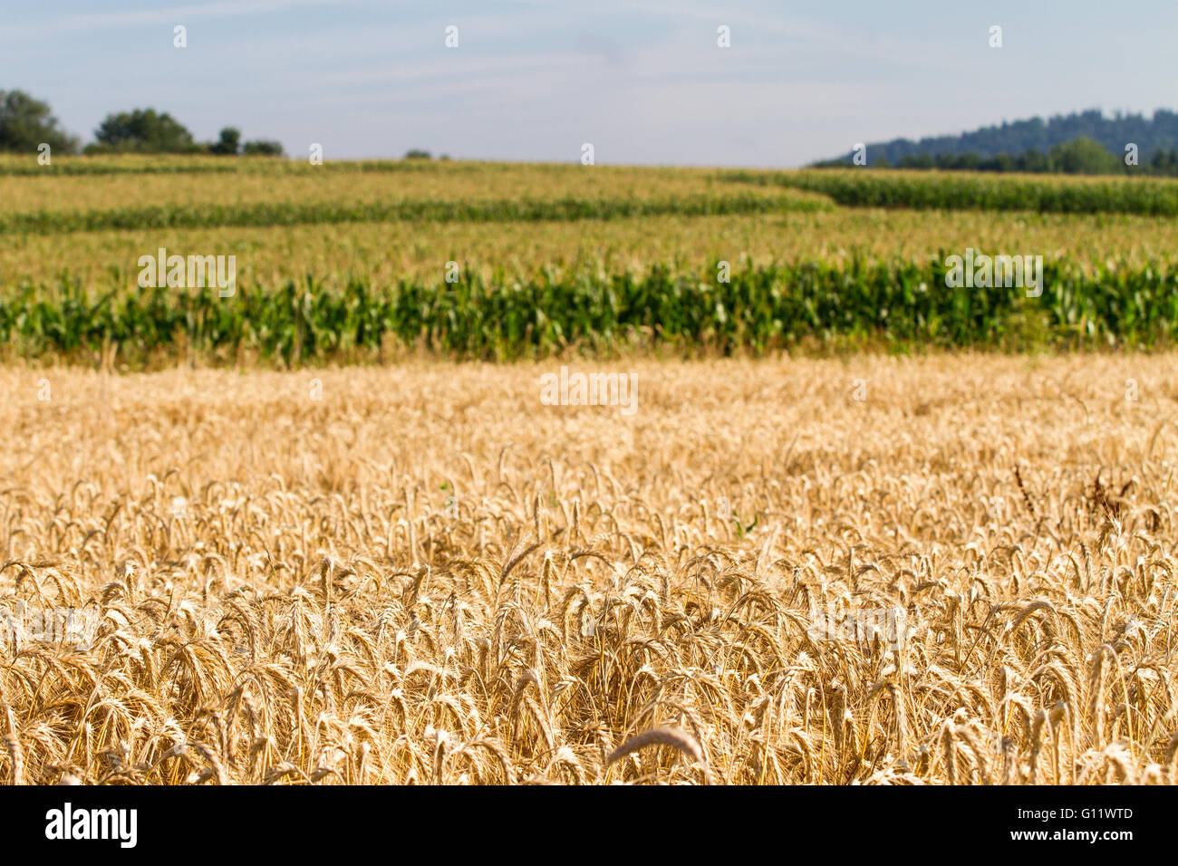 Field full of rye (Secale cereale) Stock Photo