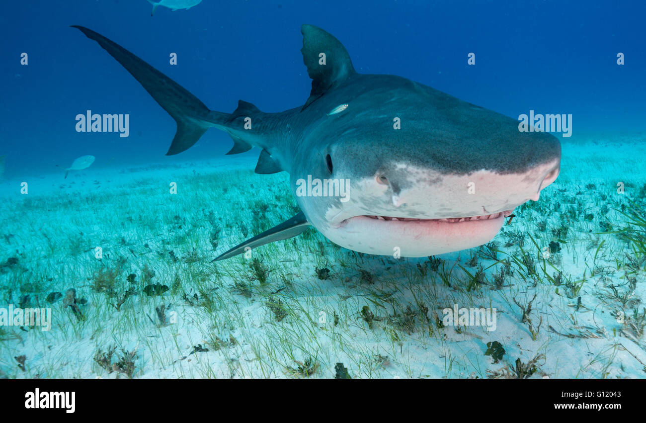 Tiger shark, galeocerdo cuvier, underwater in The Bahamas, Caribbean