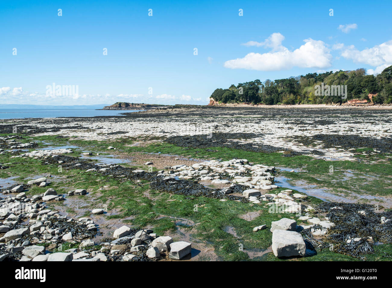 Seaweed on a beach, below cliffs, with a tidal island in the bay. Stock Photo