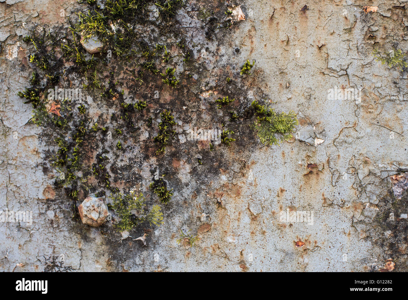 Moss growing on cracked and peeling paint - Clearwell caves Stock Photo