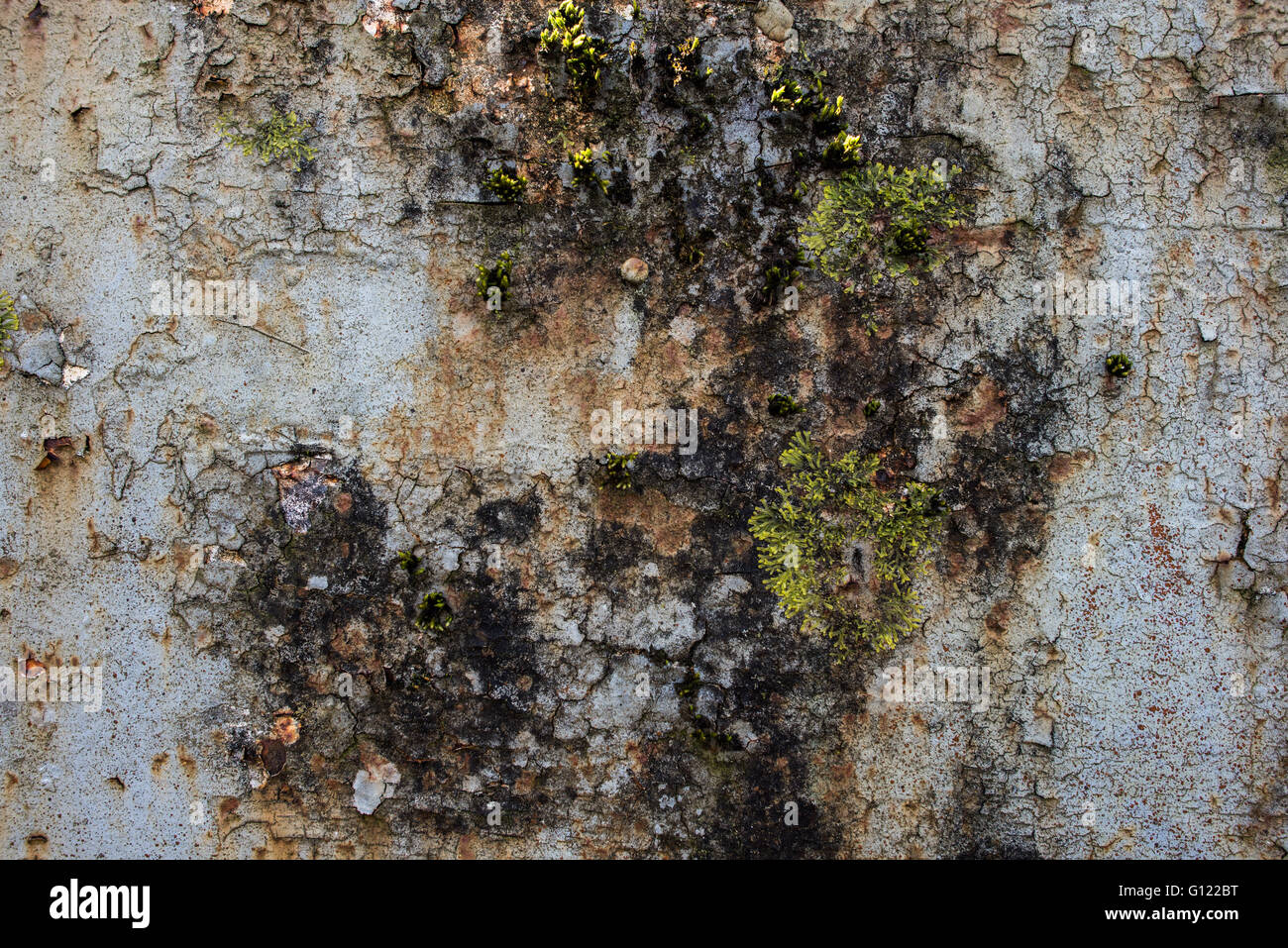 Moss growing on cracked and peeling paint Clearwell caves Stock Photo