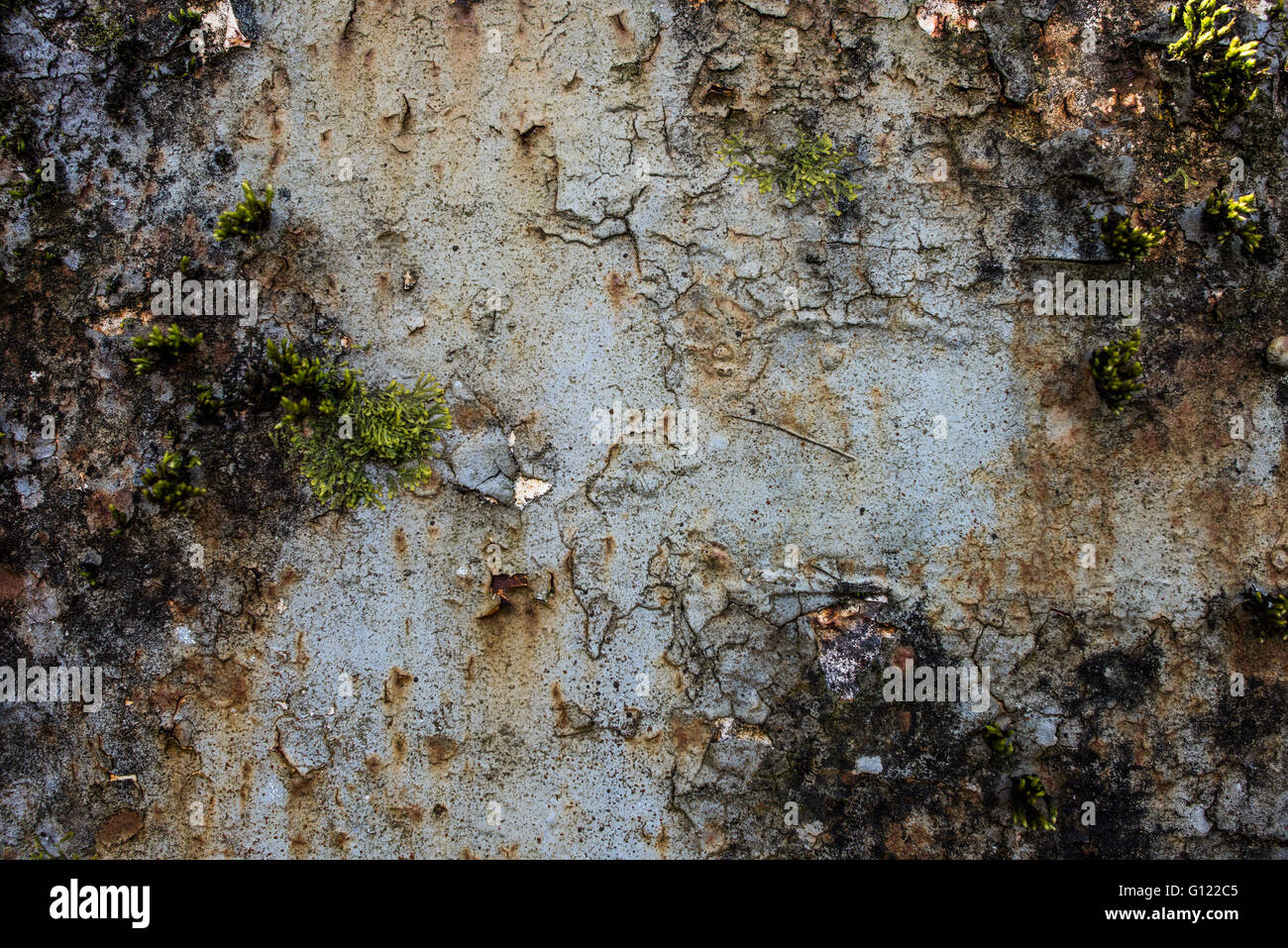 Moss growing on cracked and peeling paint - Clearwell caves Stock Photo
