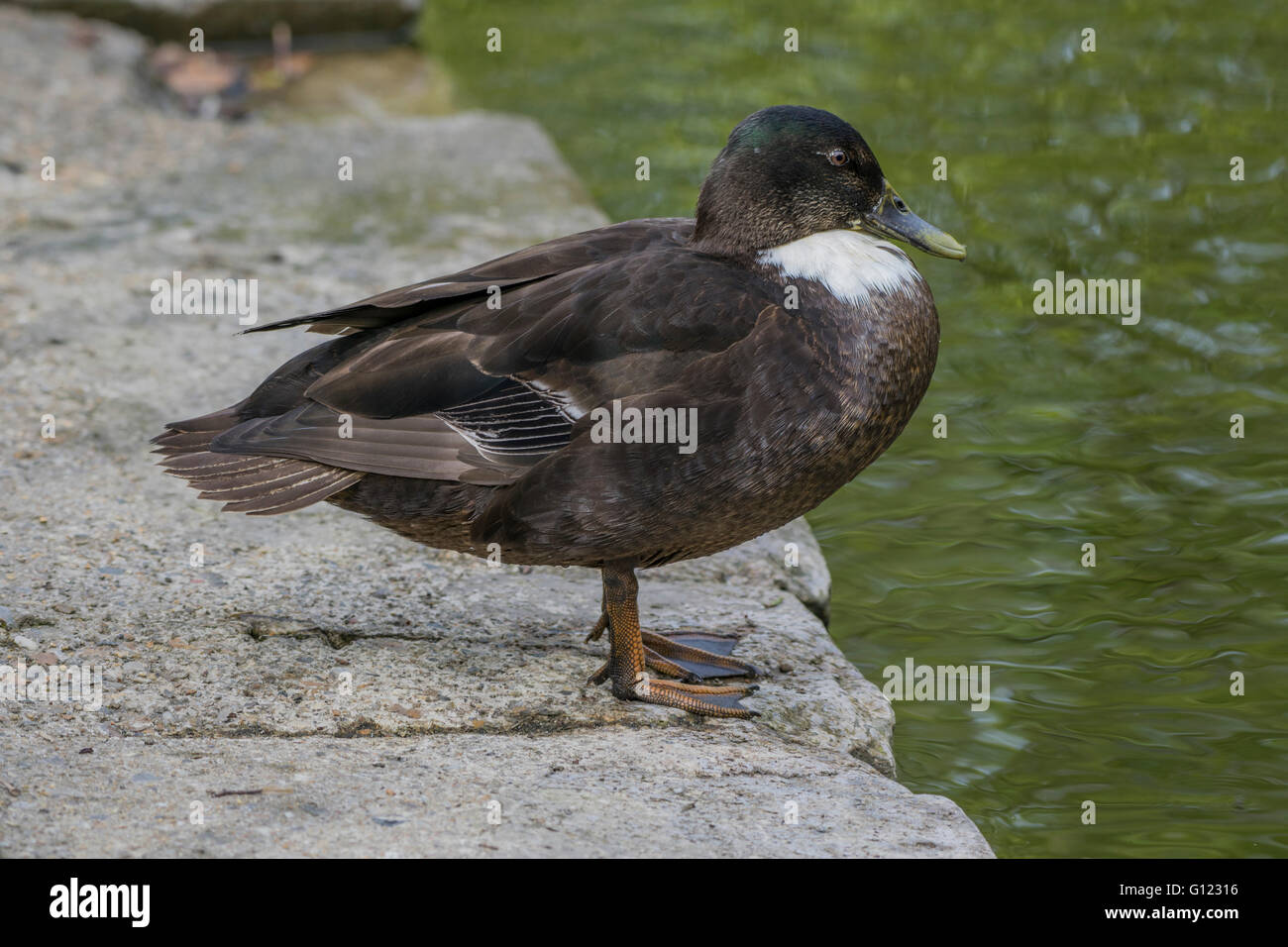 Manky Mallard duck standing at the edge of a pond Stock Photo