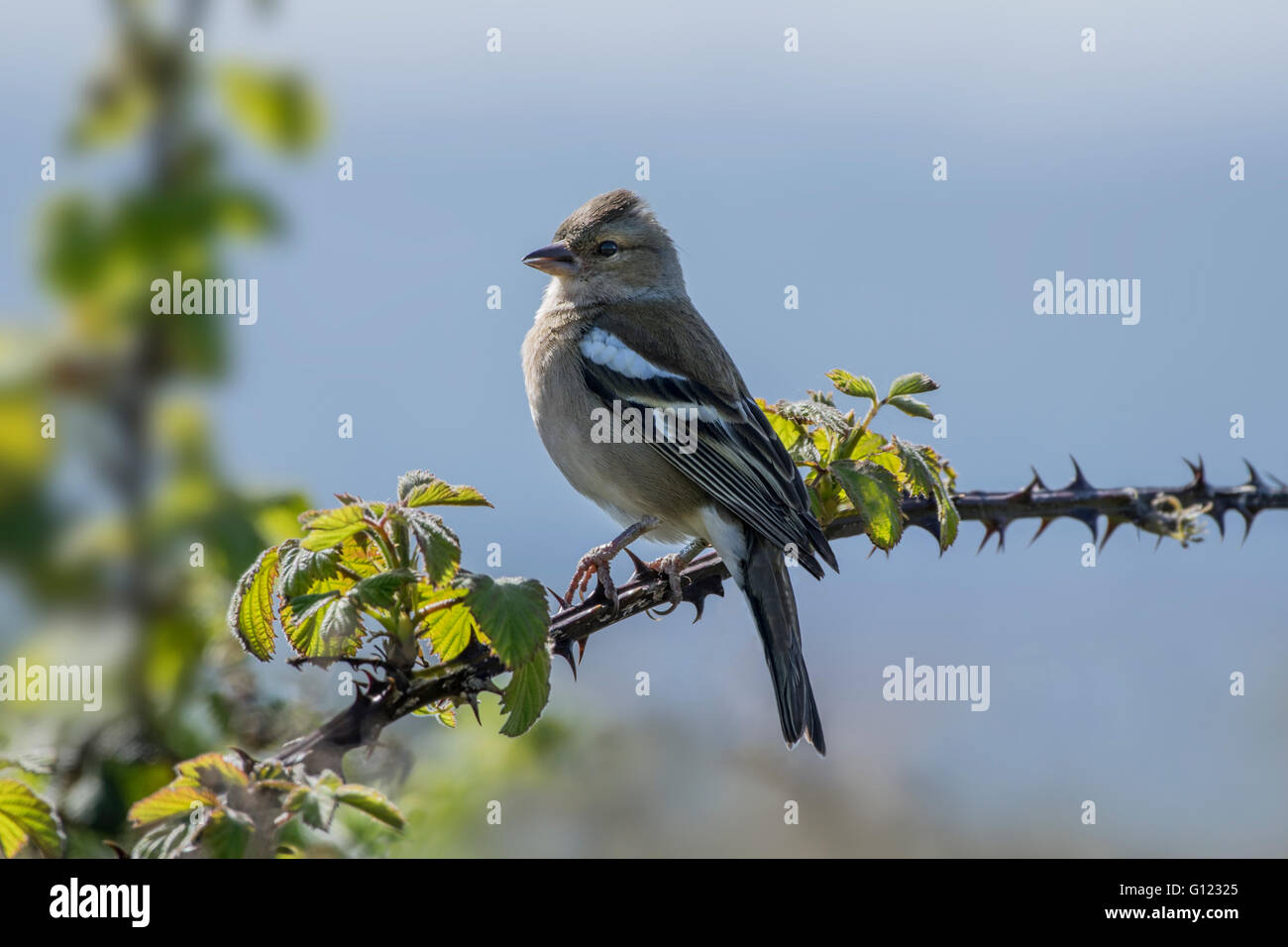 Female chaffinch perched on a thorny bramble branch Stock Photo