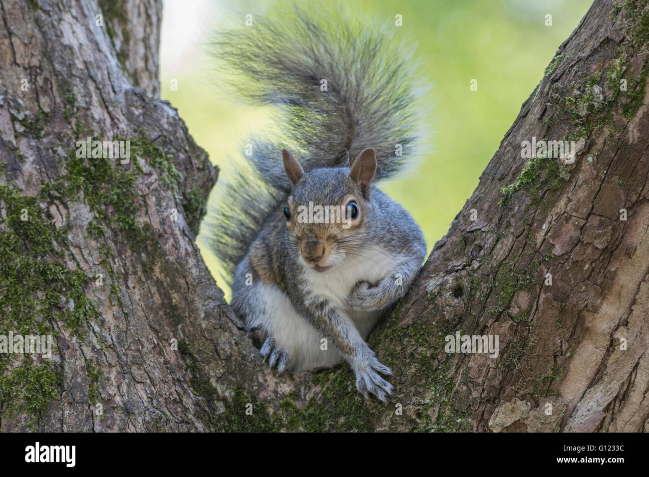 Gray squirrel sitting in between tree branches Stock Photo