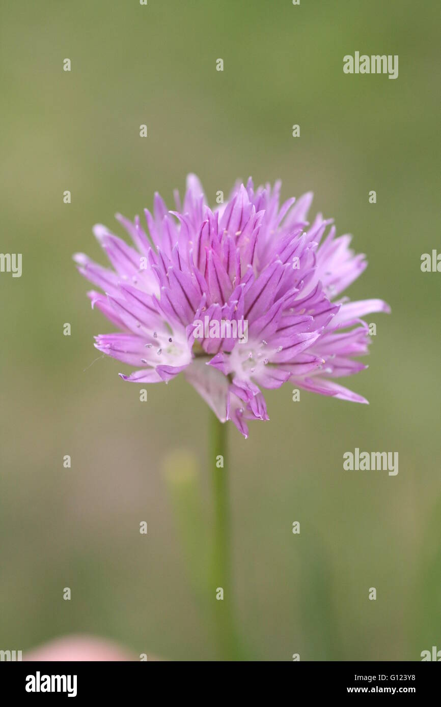 Allium schoenoprasum, Chive, Single purple herb flower subject, Green background Stock Photo