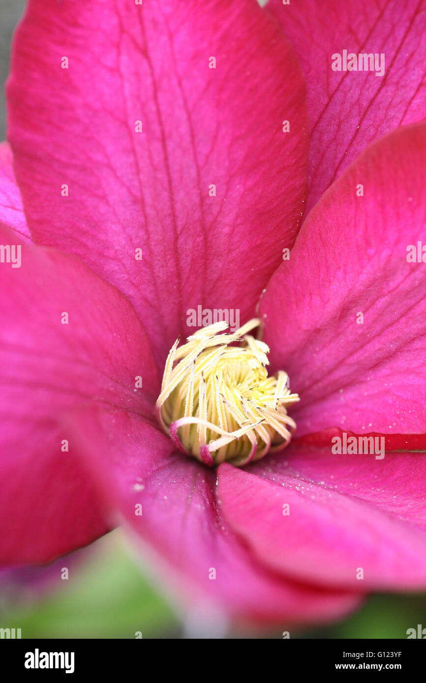 Pretty pink and yellow centered flower in a garden Stock Photo