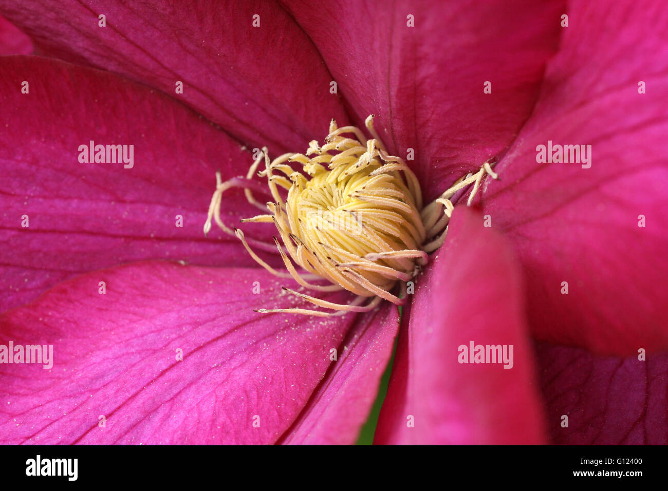 Pretty pink and yellow centered flower in a garden Stock Photo