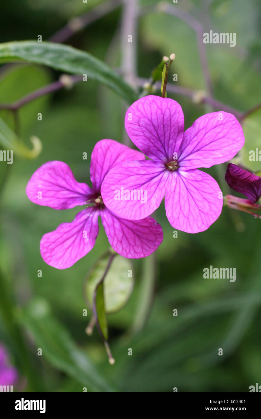 Little purple flowers against a green background Stock Photo
