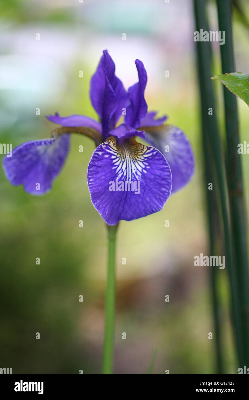 Purple Iris flower with stem and leaves close-up in a garden Stock Photo