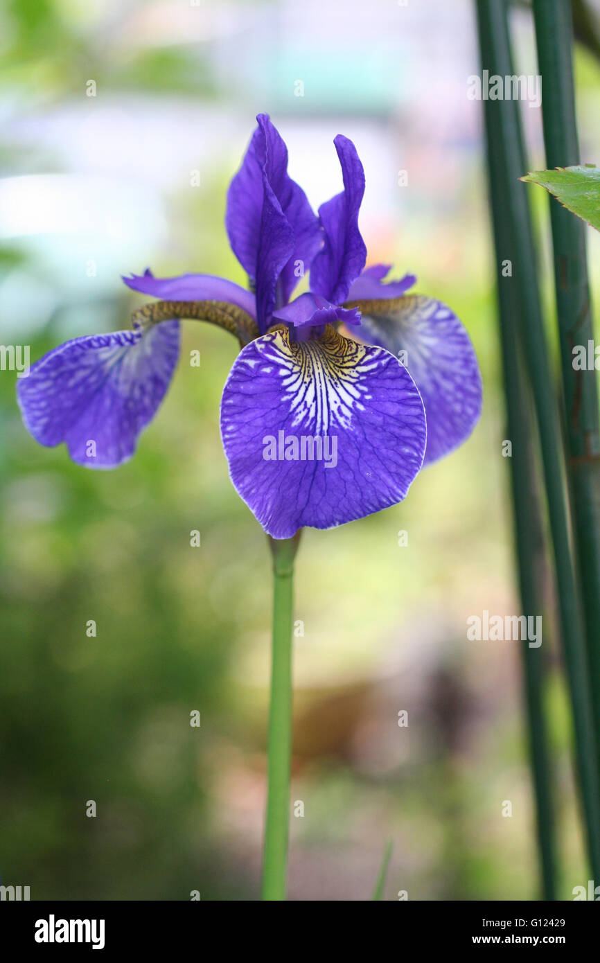 Purple Iris flower with stem and leaves close-up in a garden Stock Photo