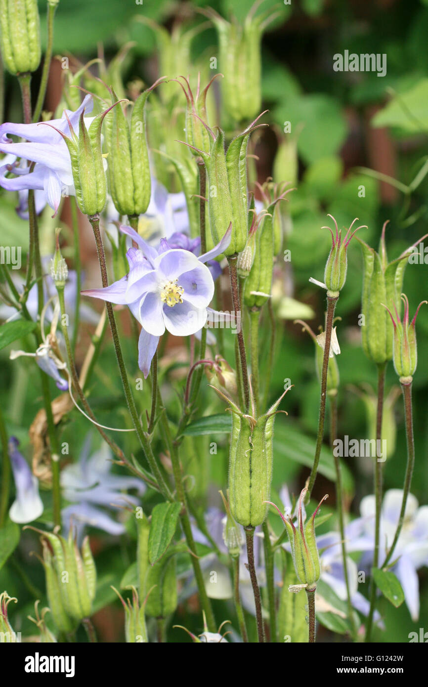 Close up of a columbine (Aquilegia caerulea), flower in a garden Stock Photo