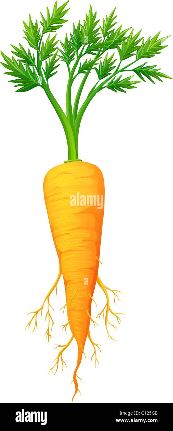 Fresh carrot with leaves and root illustration Stock Vector Image & Art