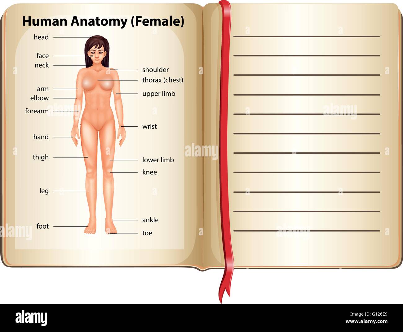 Human anatomy of female illustration Stock Vector