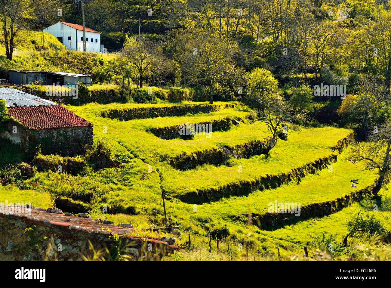 Portugal, Algarve:  View to green terraces in the mountain region Serra de Monchique around Fóia Stock Photo