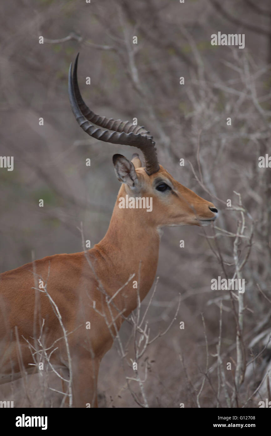 Male Thomson's Gazelle In The Masai Mara Game Reserve Stock Photo - Alamy