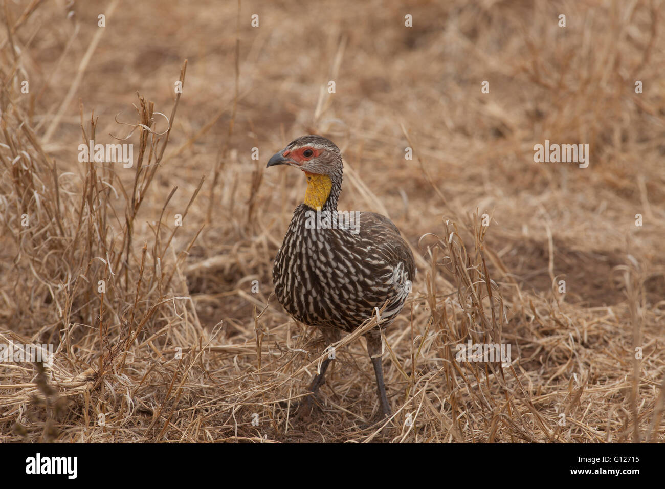 Bush fowl hires stock photography and images Alamy