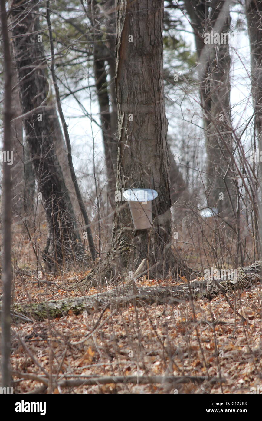 Metal pails on trees for collecting sap to produce maple syrup Stock
