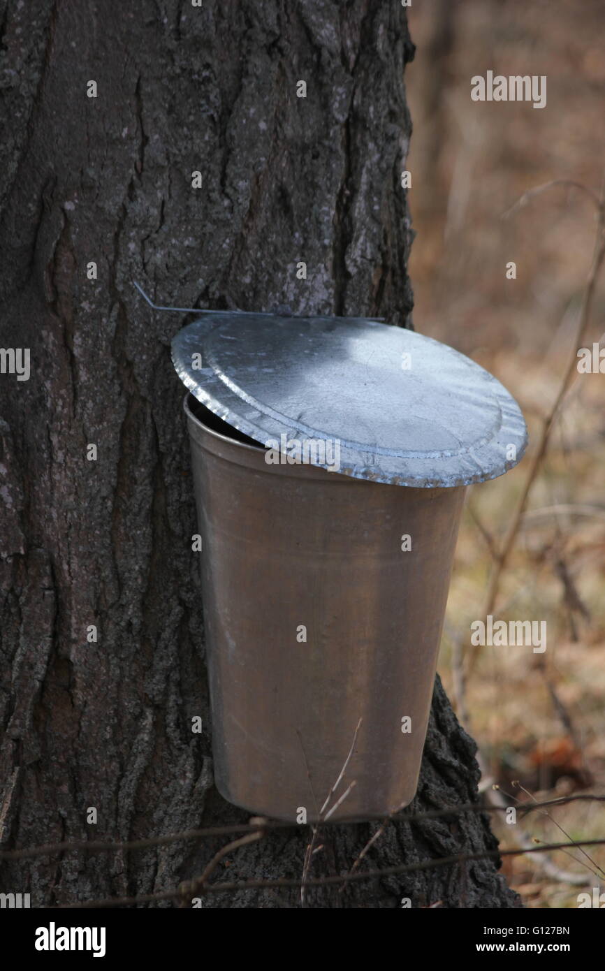 Metal pail on tree for collecting sap to produce maple syrup. Stock Photo