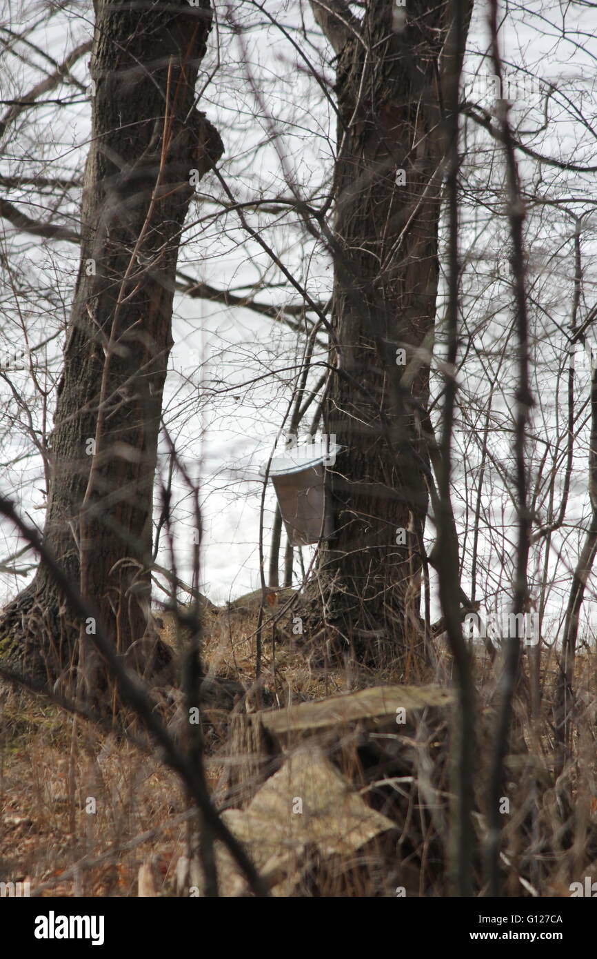Metal pails on trees for collecting sap to produce maple syrup Stock