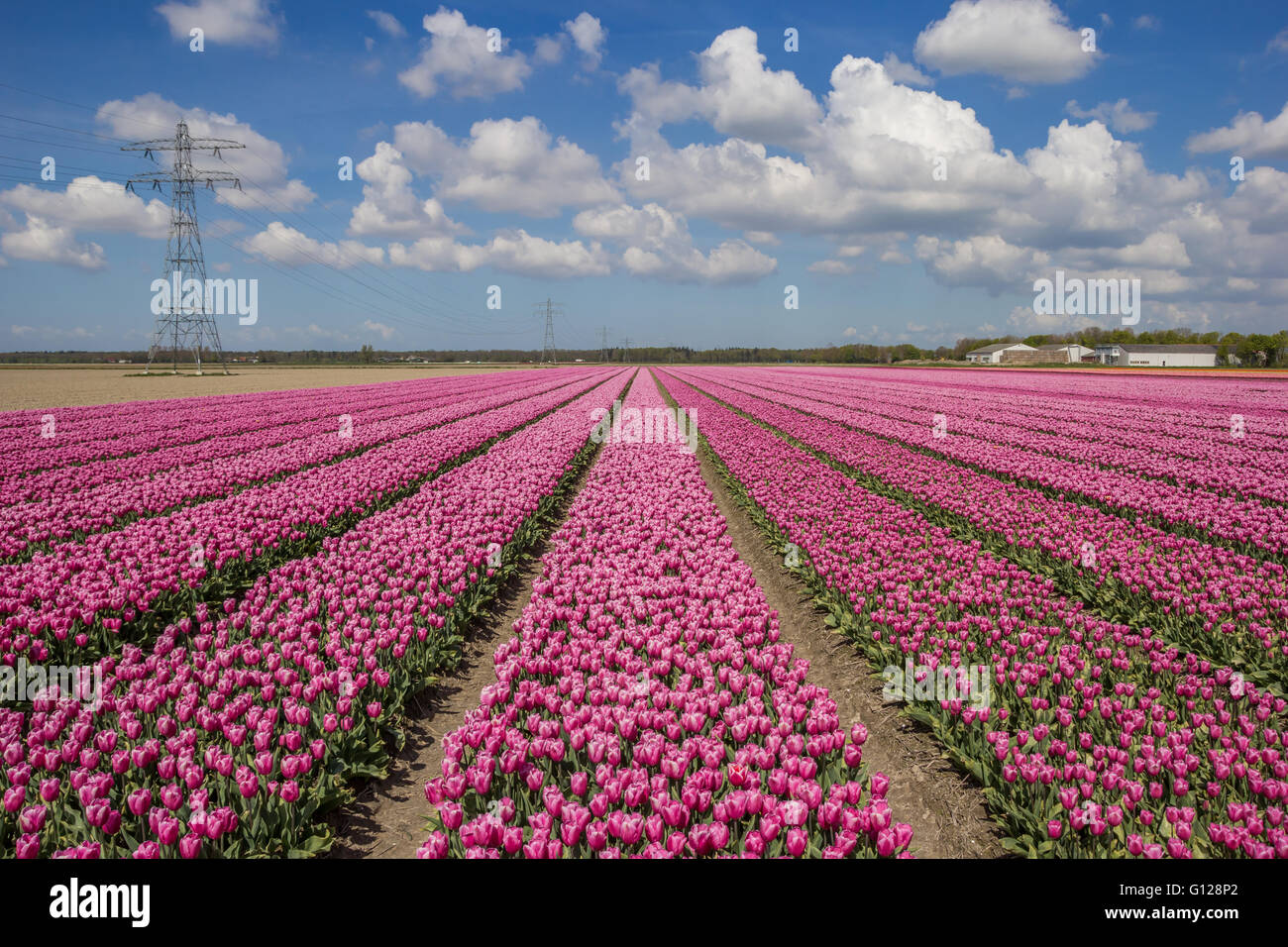 Field of pink tulips in the Netherlands Stock Photo - Alamy