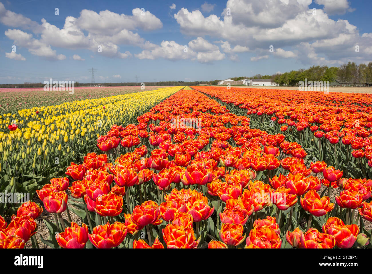 Field of orange and yellow tulips in Holland Stock Photo - Alamy