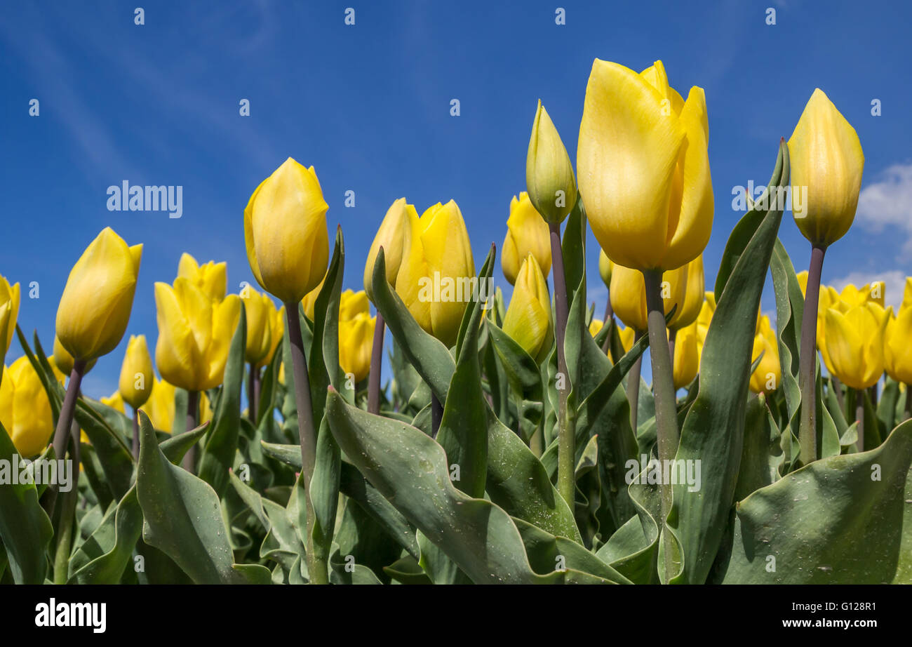 Yellow tulips against a blue sky at the tulip festival in noordoostpolder Stock Photo
