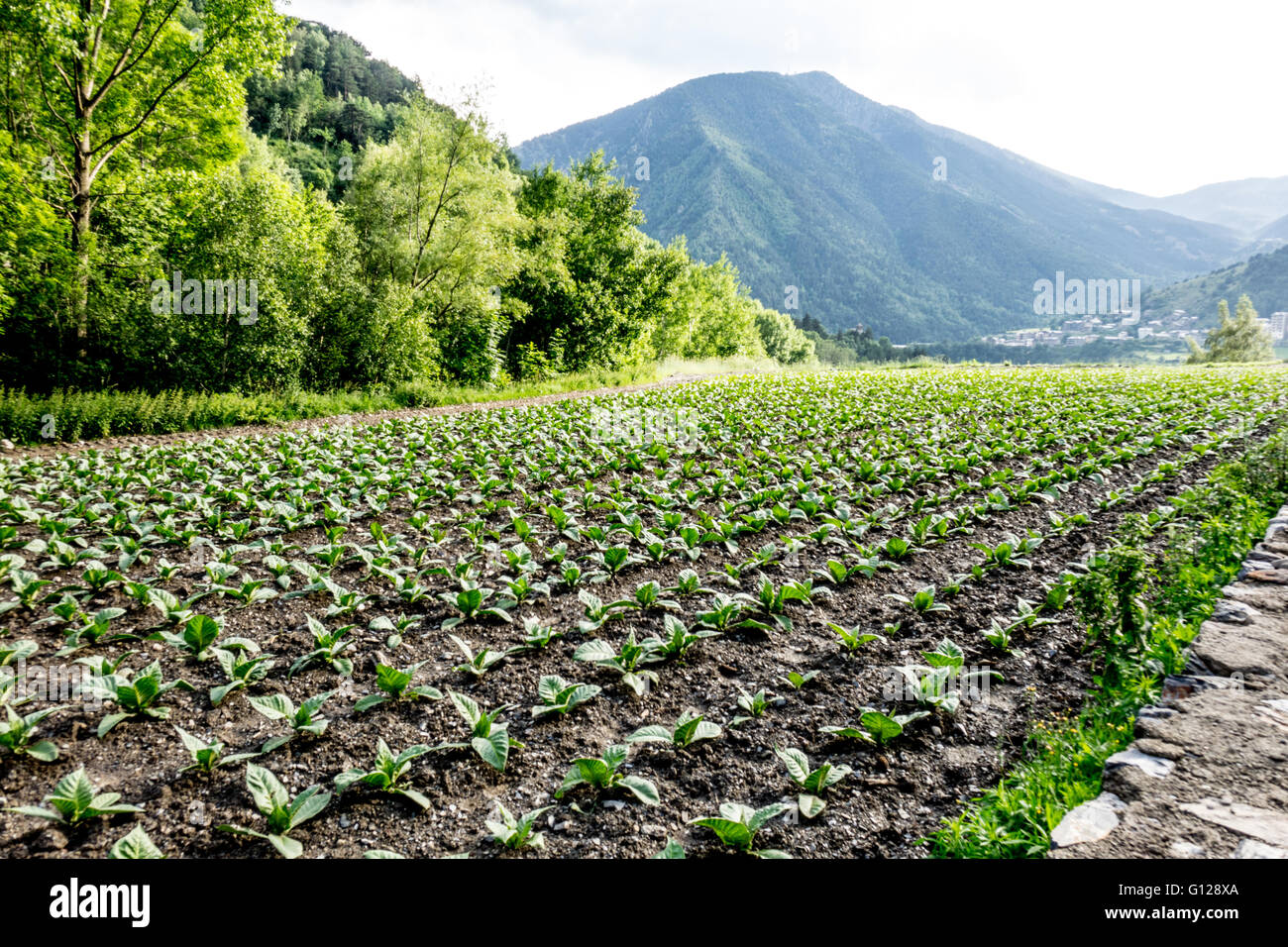 Tobacco growing in Anyos, Andorra Stock Photo: 103927778 - Alamy