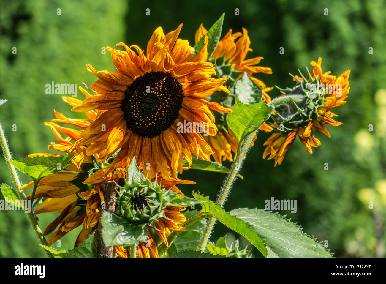 Golden bloom hi-res stock photography and images - Alamy