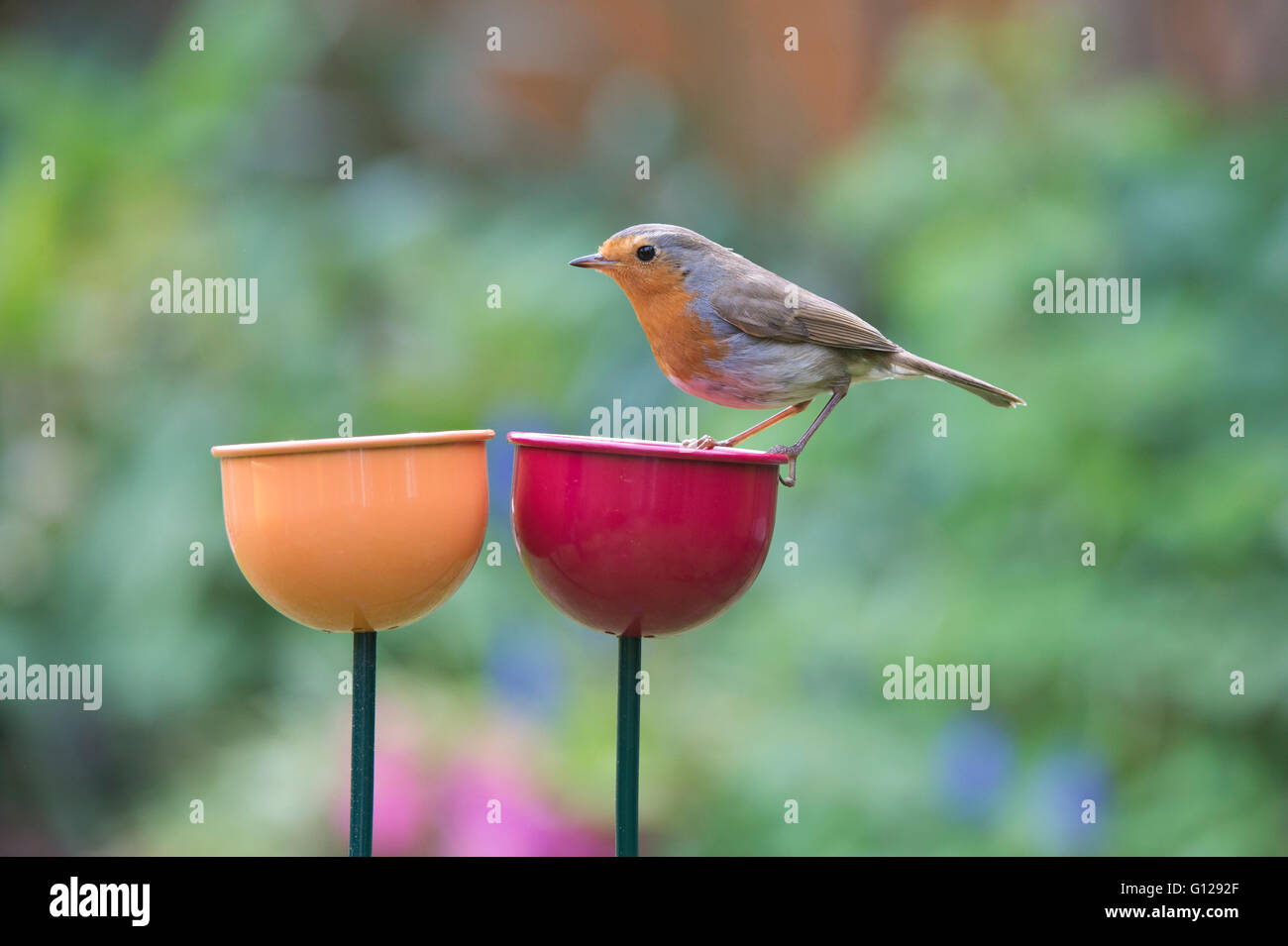 Erithacus Rubecula Robin Standing On A Colour Cups Bird Feeder In