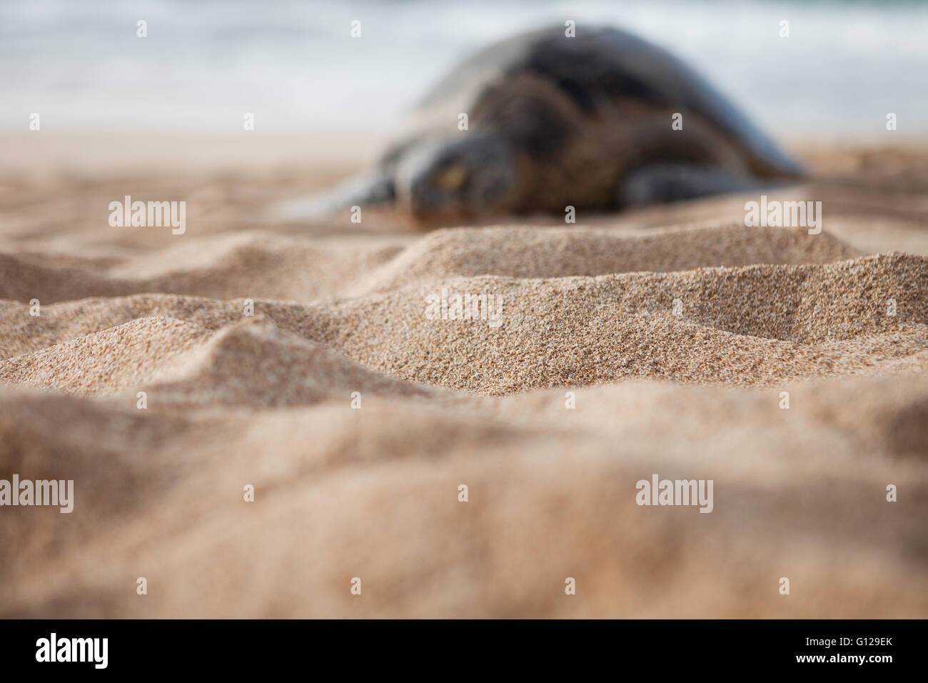 Honu, Green Sea Turtle resting on North Shore Oahu Beach, Hawaii.  Basking in sun near shore/ocean. Stock Photo