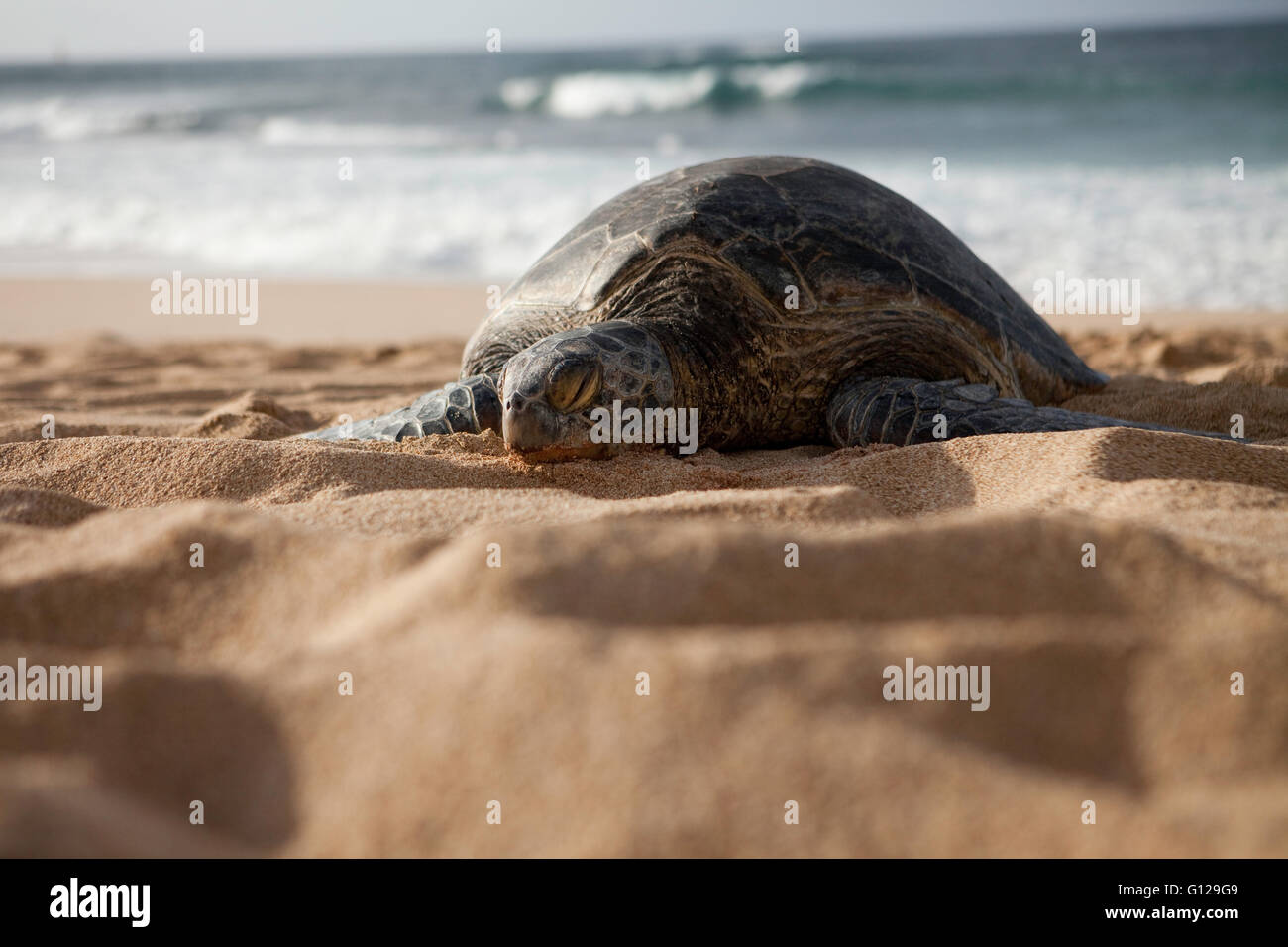 Honu, Green Sea Turtle resting on North Shore Oahu Beach, Hawaii.  Basking in sun near shore/ocean. Stock Photo