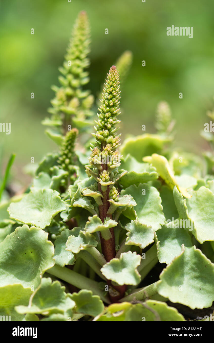 Navelwort (Umbilicus rupestris) in flower. Plant in the family Crassulaceae growing on ground with immature flower spike Stock Photo