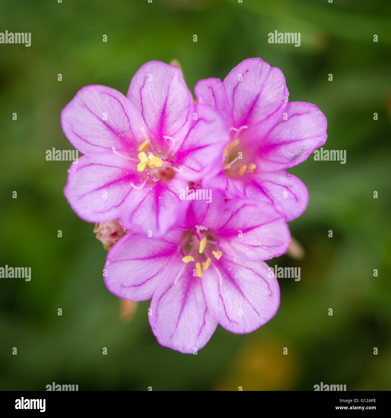 Sea thrift (Almeria maritima) flowers. Pink flowers of plant in family Pumbaginaceae, growing on rocky British coastline Stock Photo