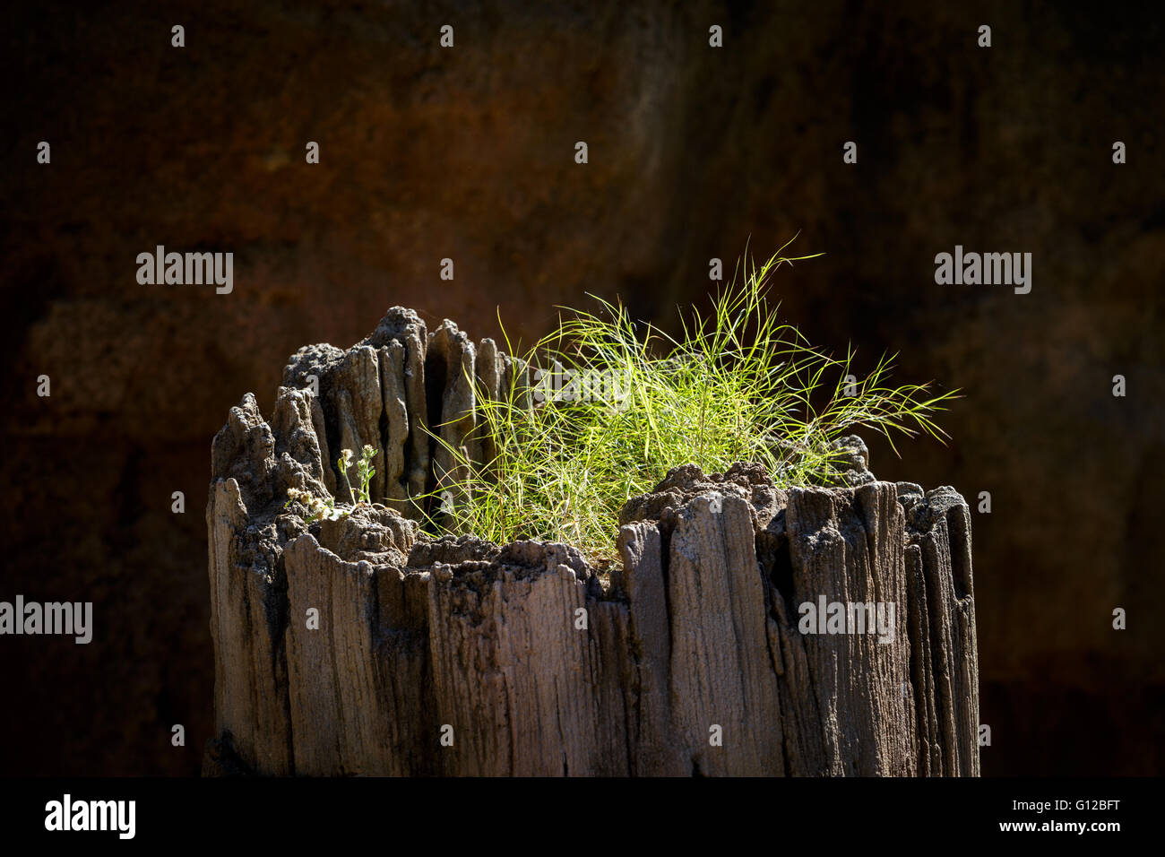Grass on dried death tree Stock Photo