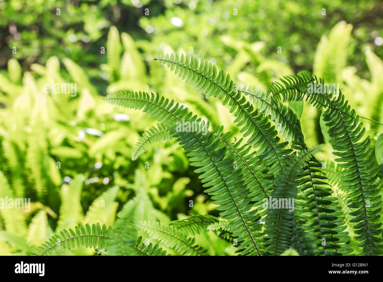 Green grass trees leaves hires stock photography and images Alamy
