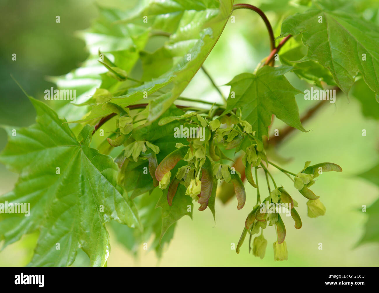 Young maple leaves in spring Stock Photo