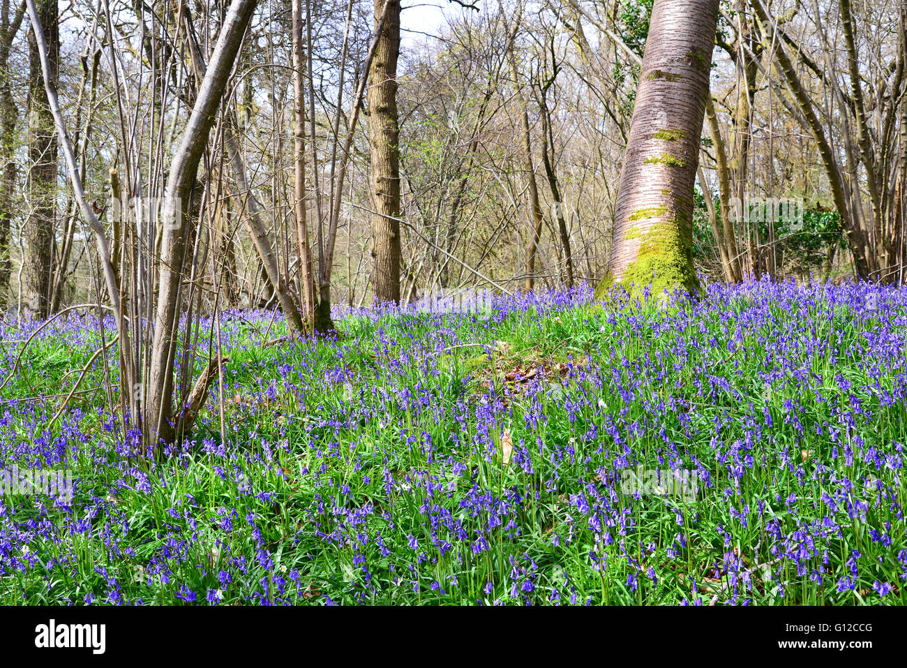 Bluebells, Dragon's Green, West Sussex Stock Photo