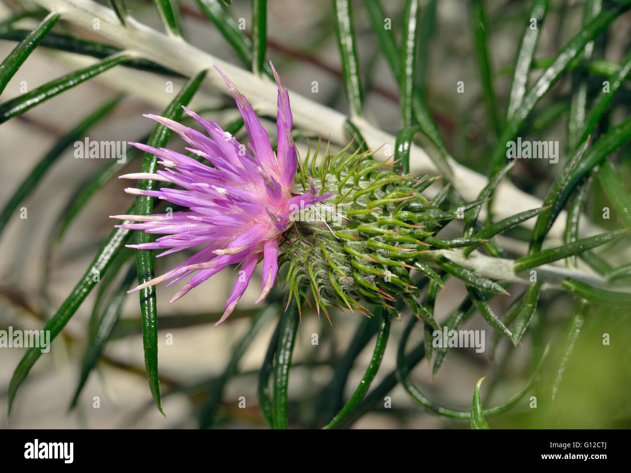 Shrubby Ptilostemon - Ptilostemon chamaepeuce Wild Flower from Cyprus Stock Photo
