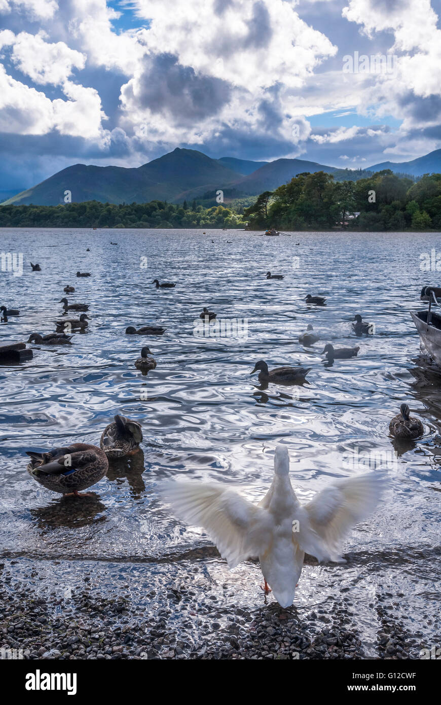 Ducks on Derwentwater with the hill Catbells in the distance. The lake district. Cumbria North West England. Stock Photo