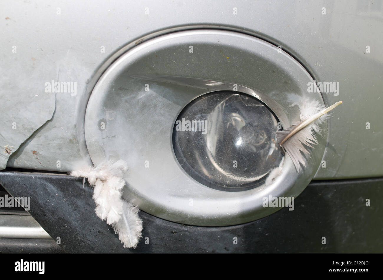 Damaged bodywork following collision with Pigeon Stock Photo Alamy