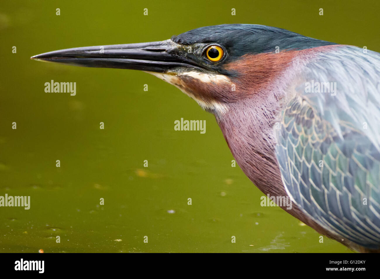 green heron closeup in front a green pond Stock Photo