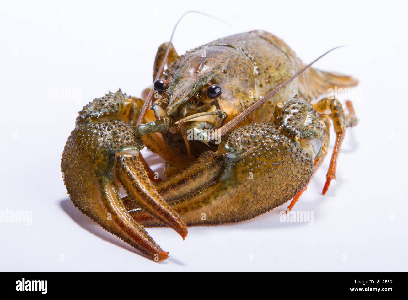 Crayfish On A White Background Crayfish Isolated On White Stock Photo Alamy Crayfish On A White Background Crayfish Isolated On White Stock Photo Alamy