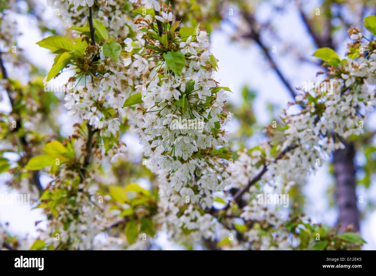 Close up on blossom Pyrus Nivalis ( Pear Tree) Stock Photo