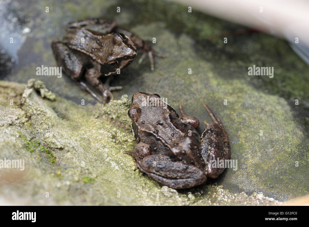 Common English frogs rana temporaria in a garden pond Stock Photo