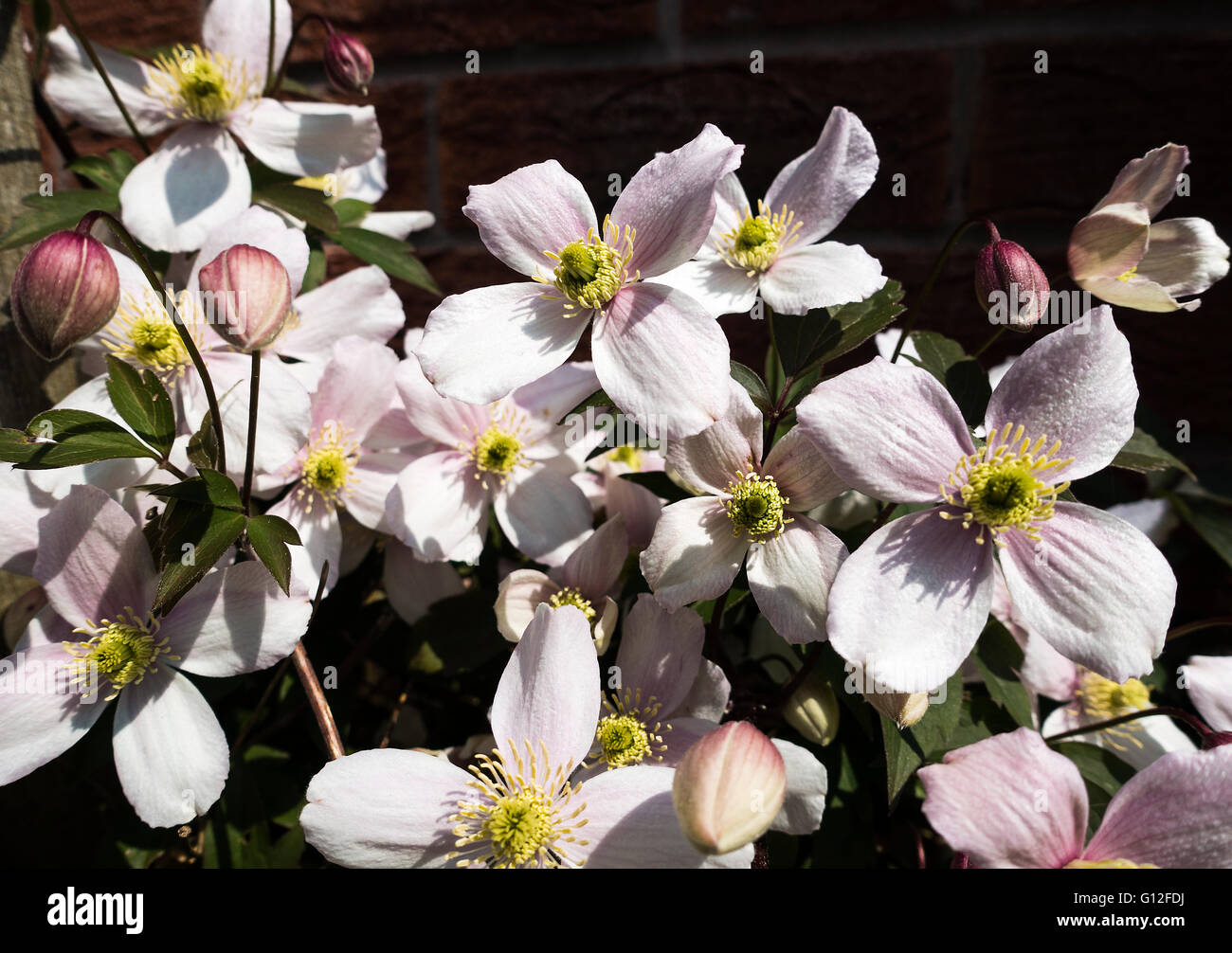The Pale Pink Flowers of Clematis Montana Rubens in an Alsager Garden Cheshire England United Kingdom UK Stock Photo